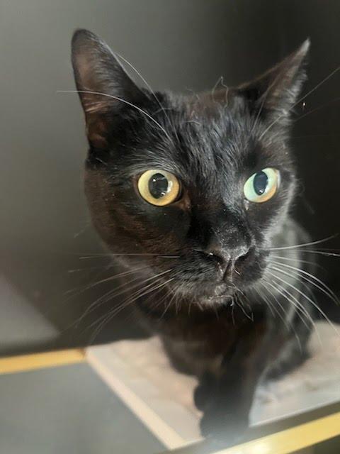Enlarge Milo, a Adopted Bombay in Los Angeles, CA image 1/3
