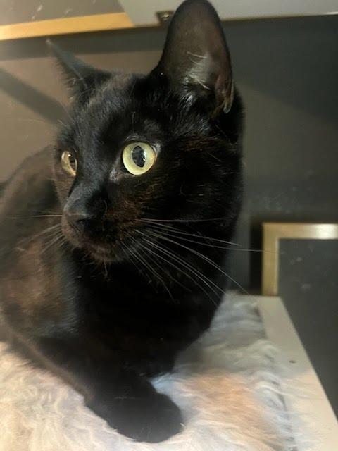 Enlarge Milo, a Adopted Bombay in Los Angeles, CA image 2/3