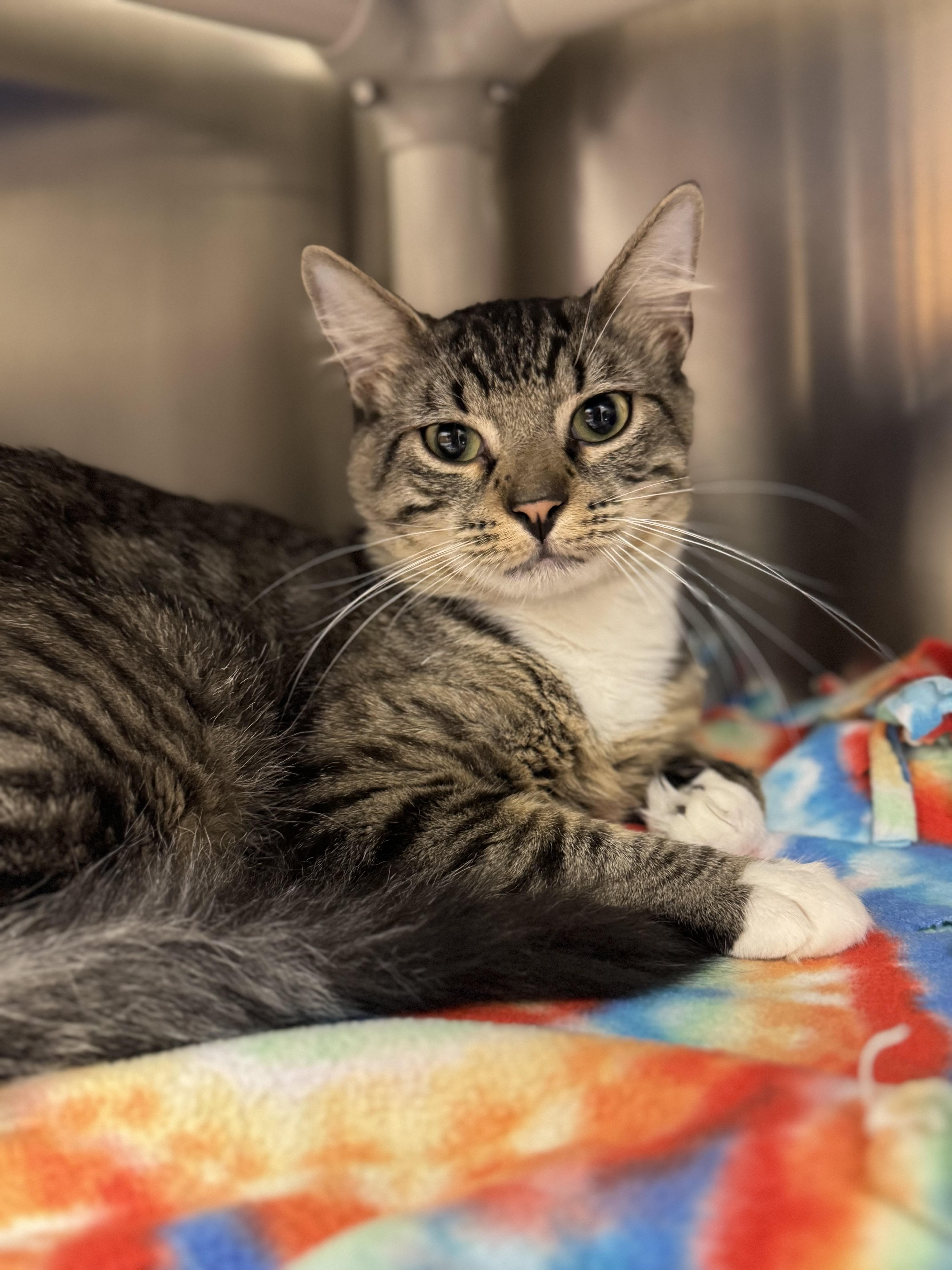 Louie, Adopted, Adult Male Domestic Short Hair.