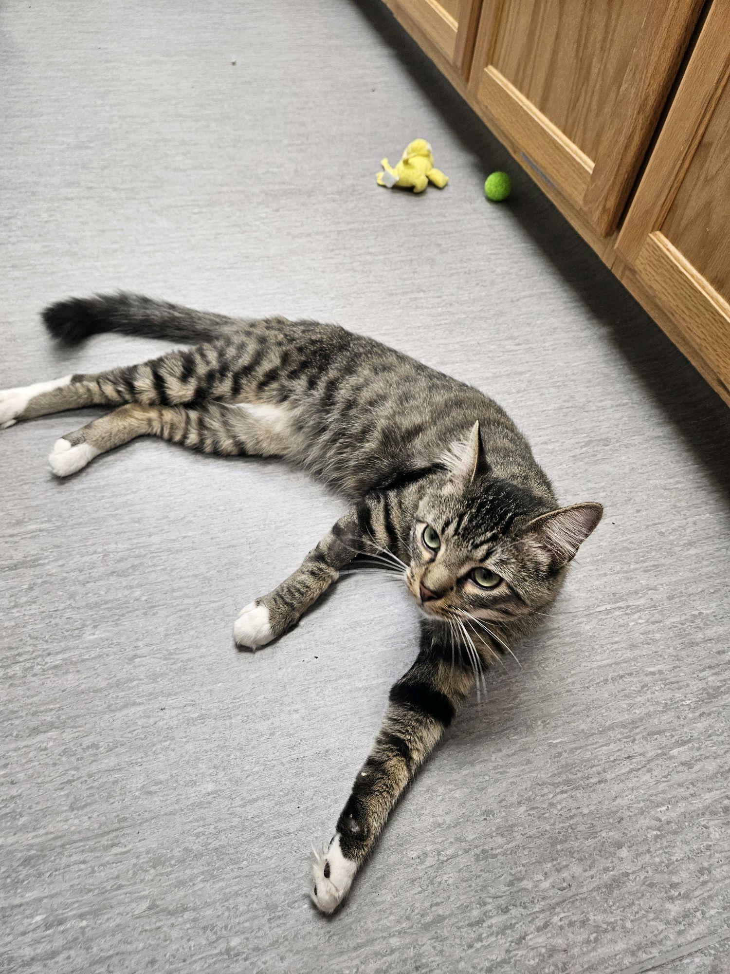 Enlarge Louie, a Adopted Domestic Short Hair in Neosho, MO image 3/3