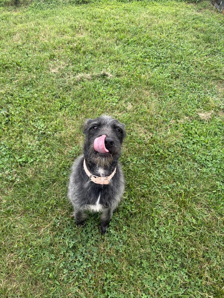 Midnight, Adoptable, Young Female Mixed Breed.