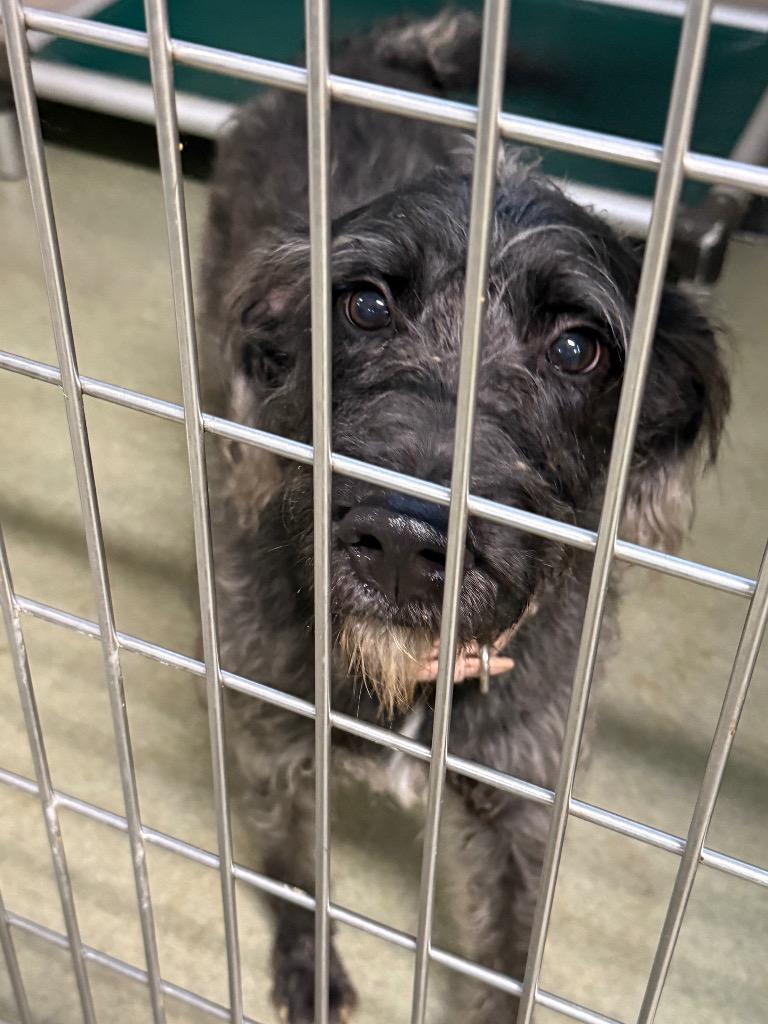 Enlarge Midnight, a Adoptable mixed breed in Gallatin, TN image 2/3