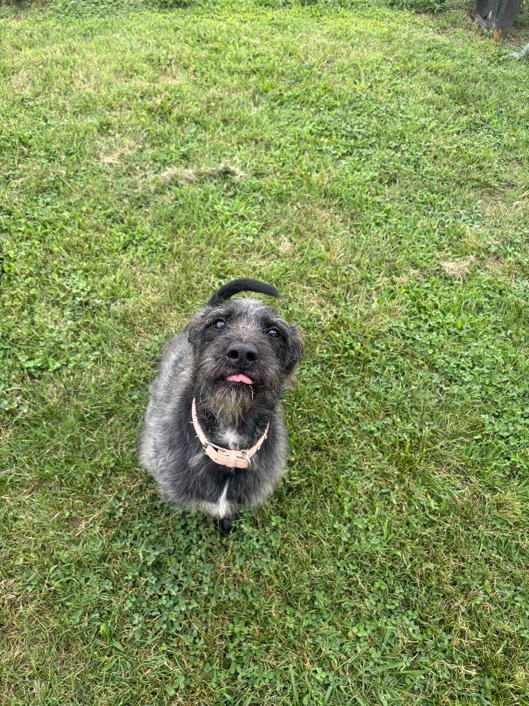 Enlarge Midnight, a Adoptable mixed breed in Gallatin, TN image 3/3