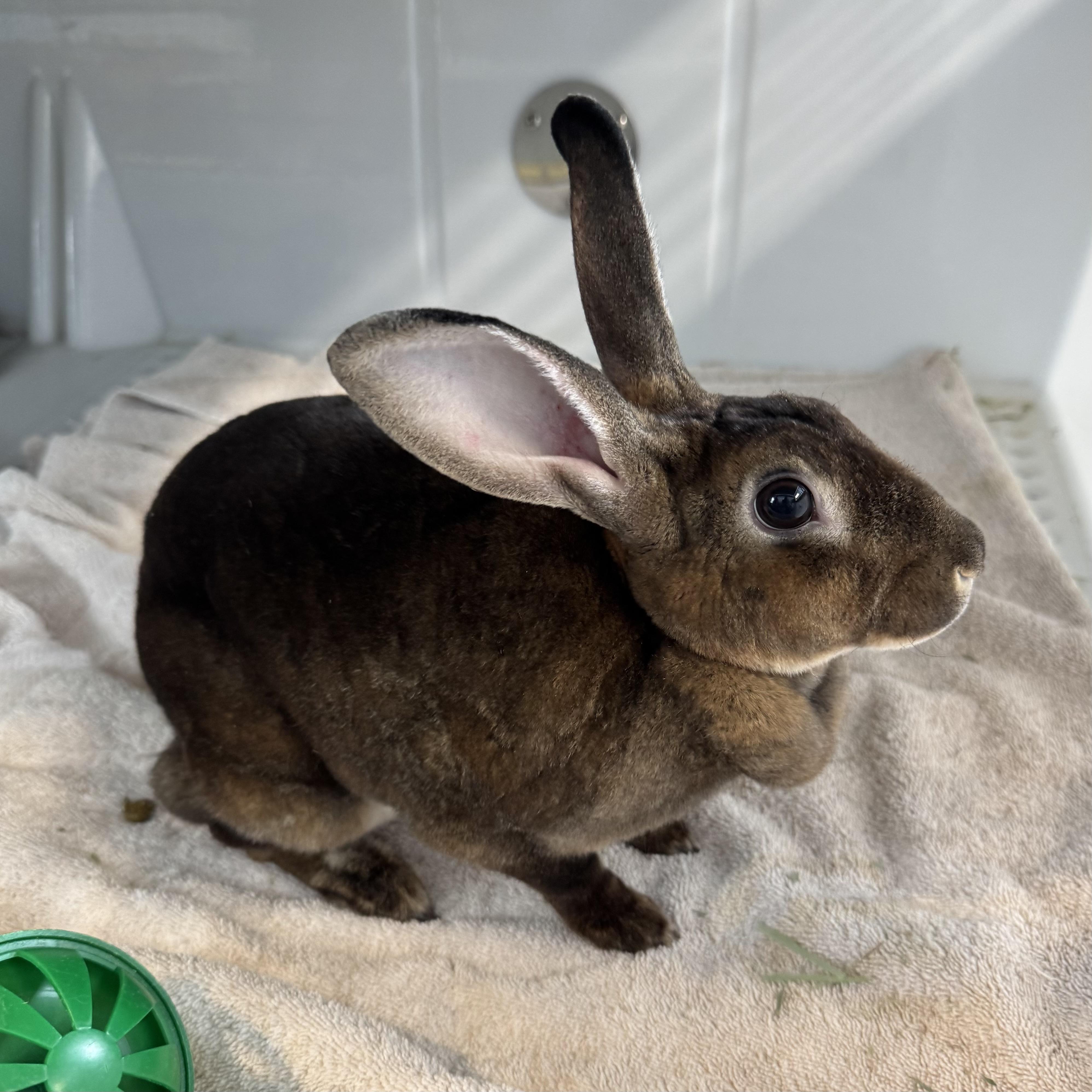 Roronoa, a ADOPTABLE Rex in Reisterstown, MD image 2/2