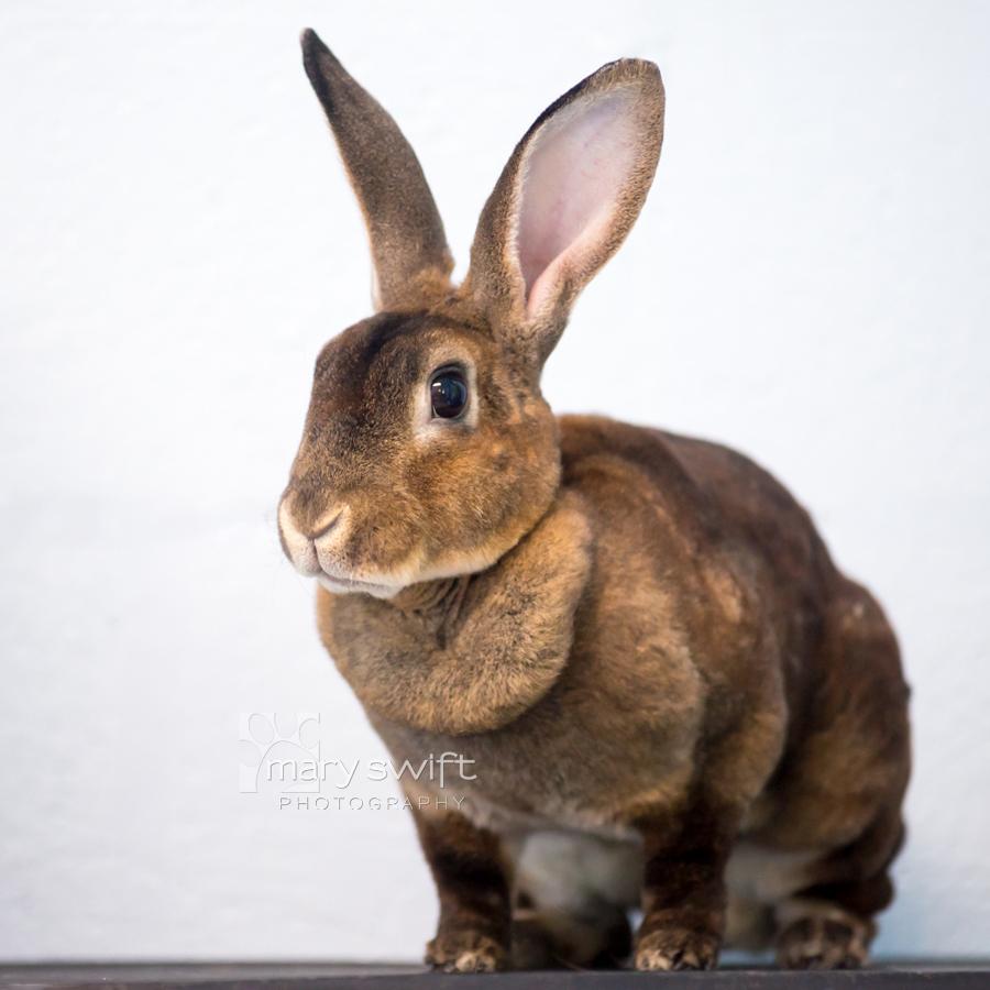 Roronoa, a ADOPTABLE Rex in Reisterstown, MD image 1/2