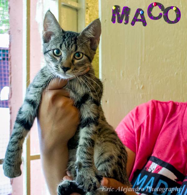 Maco, Adopted, Young Male Domestic Short Hair.