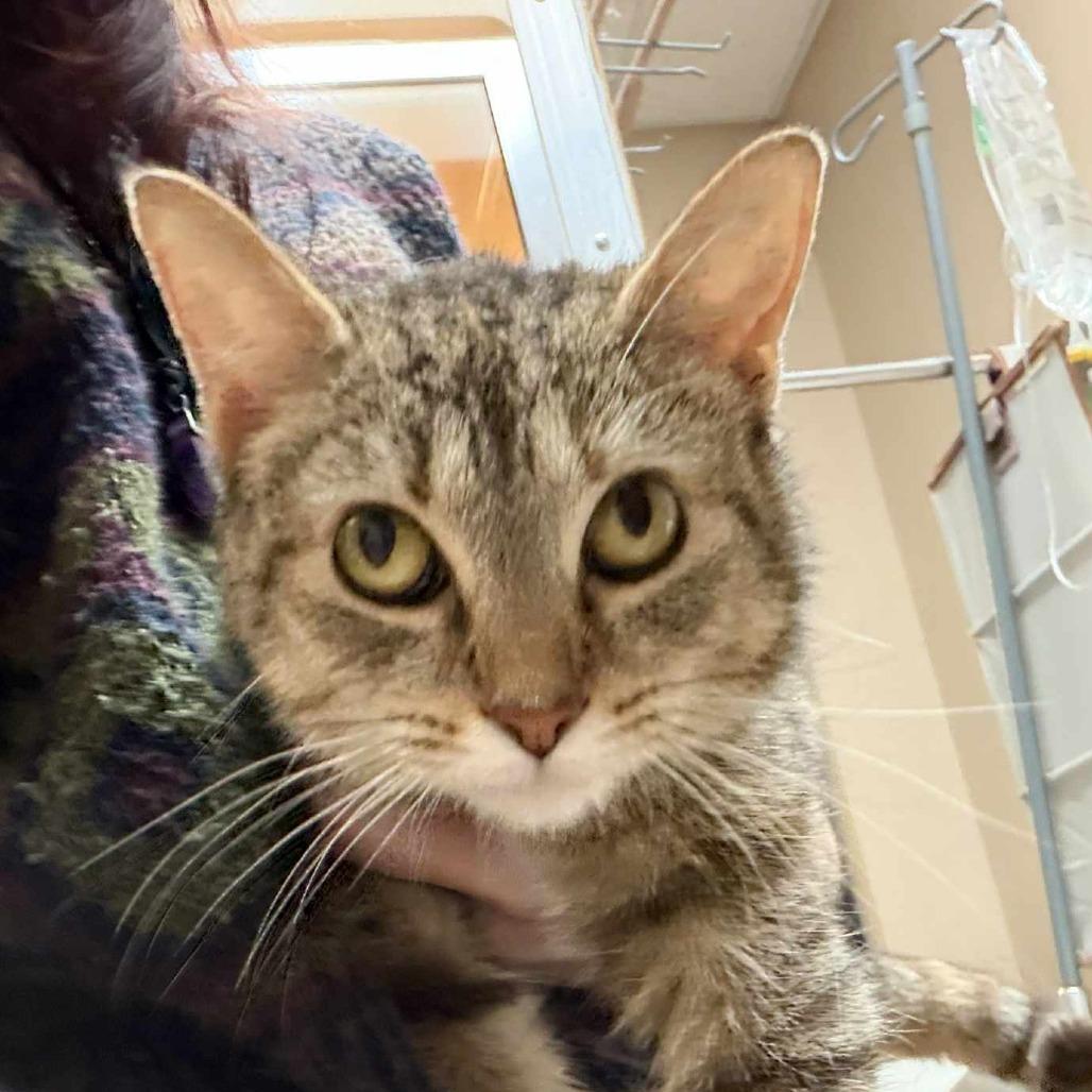 mama Hazel, Adoptable, Adult Female Domestic Short Hair.