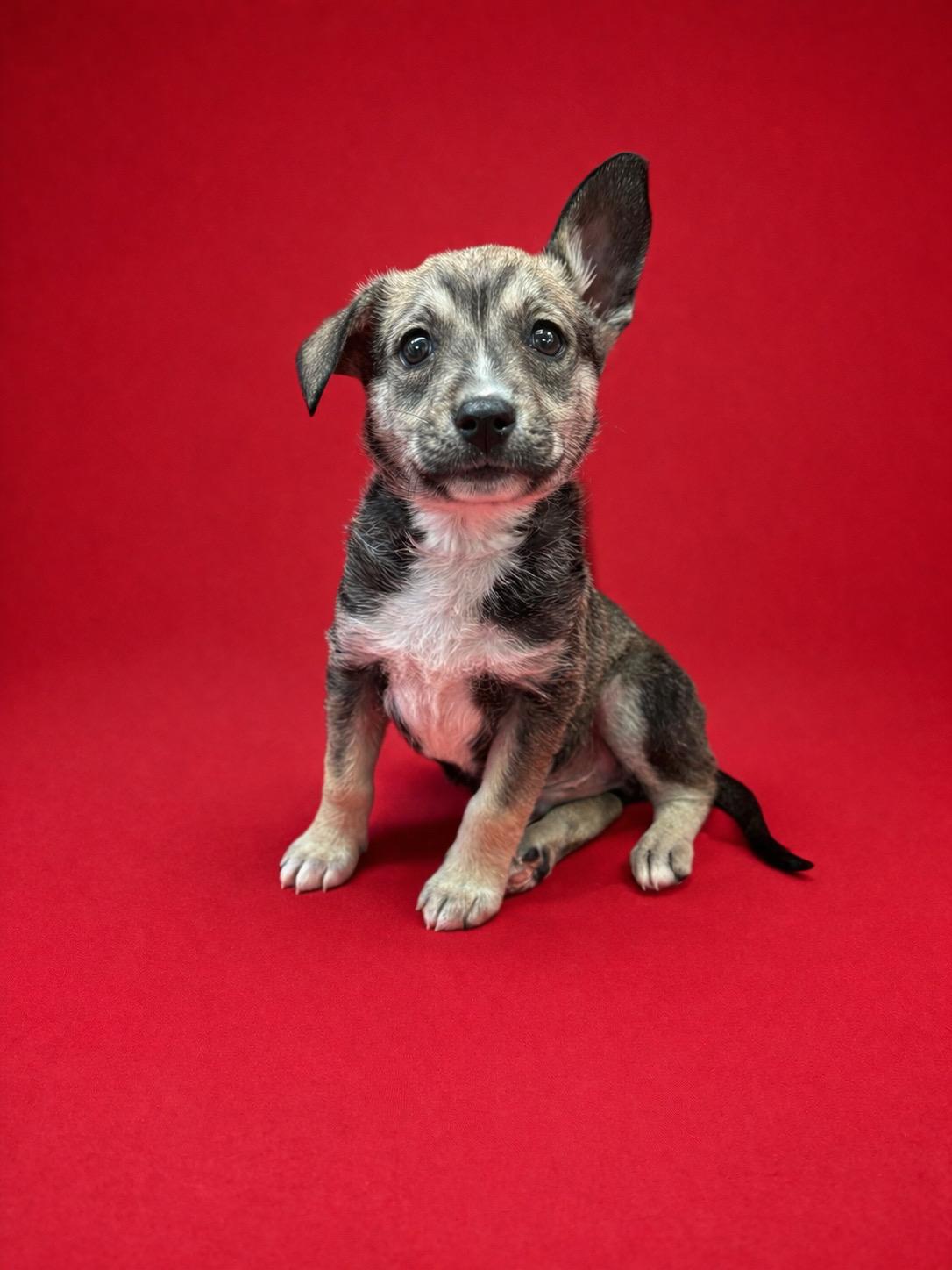 Clover #0094, ADOPTABLE, Puppy Male Feist.