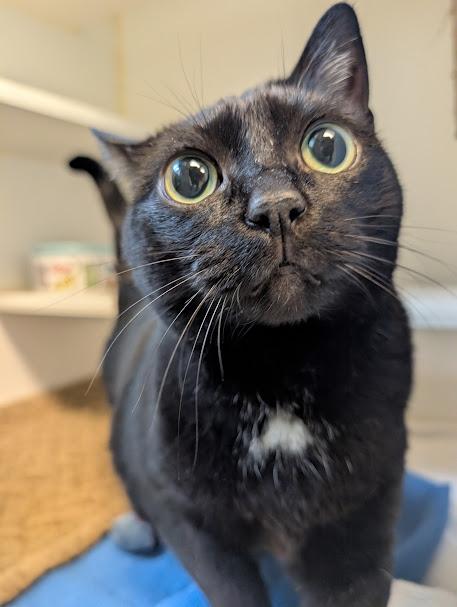 Enlarge Luna, a ADOPTABLE Domestic Short Hair in Bellingham, WA image 3/4