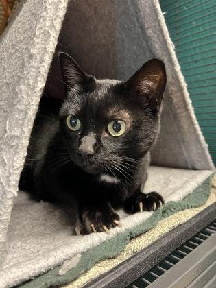 Enlarge Luna, a ADOPTABLE Domestic Short Hair in Bellingham, WA image 2/4