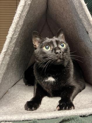 Enlarge Luna, a ADOPTABLE Domestic Short Hair in Bellingham, WA image 4/4