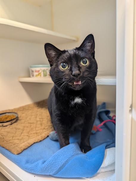 Luna, ADOPTABLE, Senior Female Domestic Short Hair.