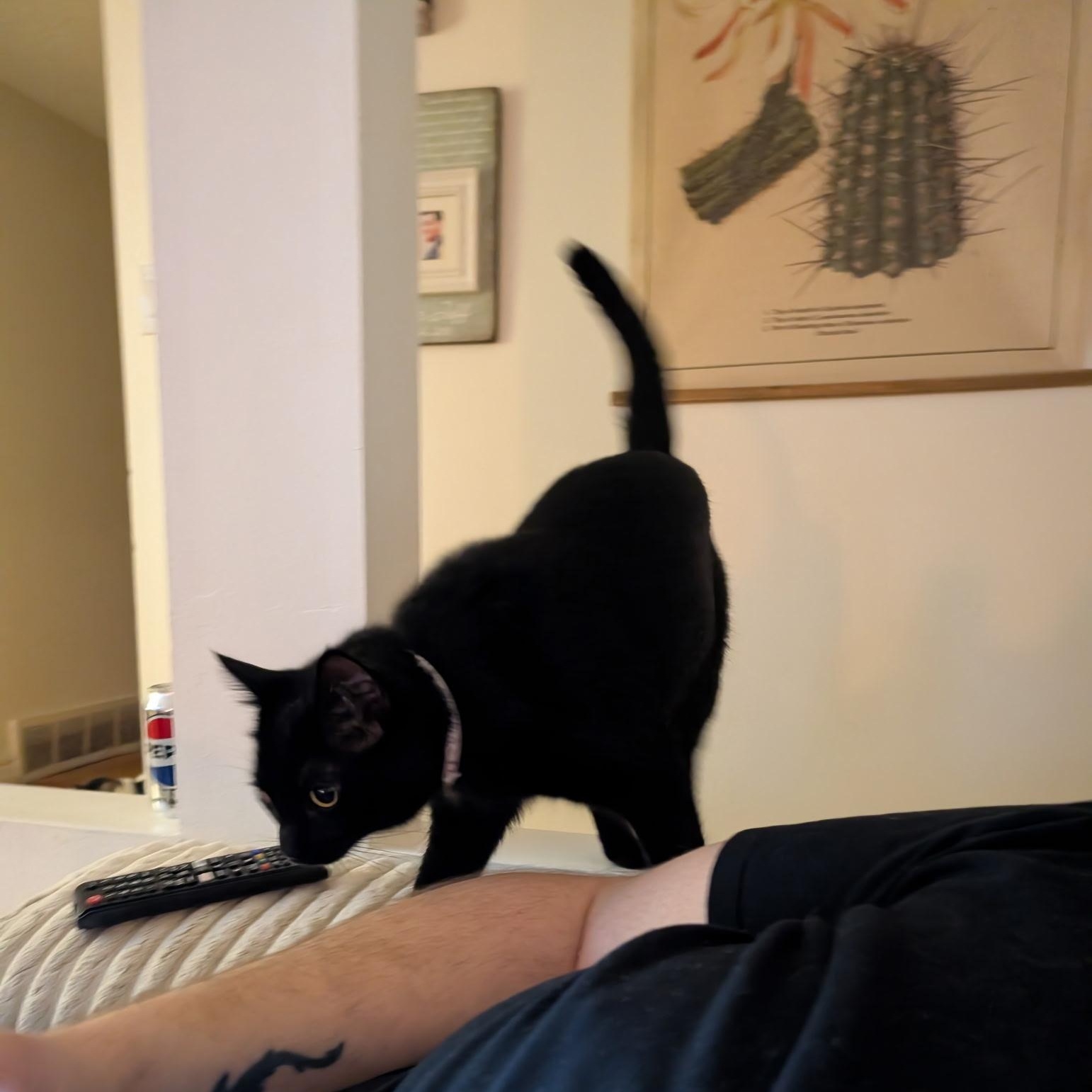 Enlarge Ophelia , an adopted Domestic Short Hair in Mississauga, ON image 4/5