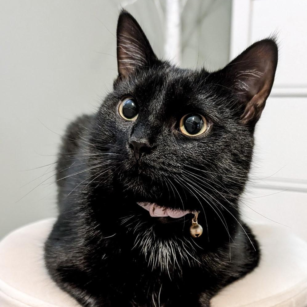 Enlarge Ophelia , an adopted Domestic Short Hair in Mississauga, ON image 1/5