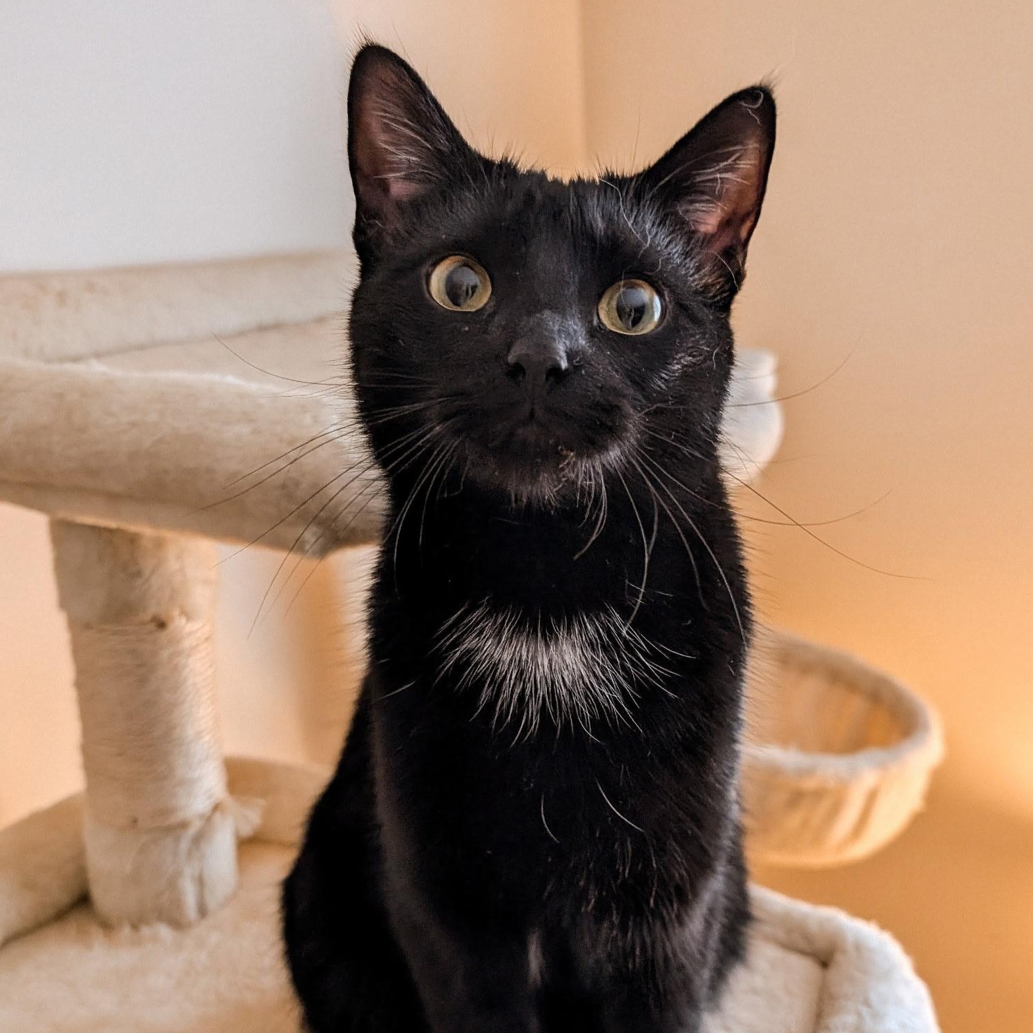 Enlarge Ophelia , an adopted Domestic Short Hair in Mississauga, ON image 3/5