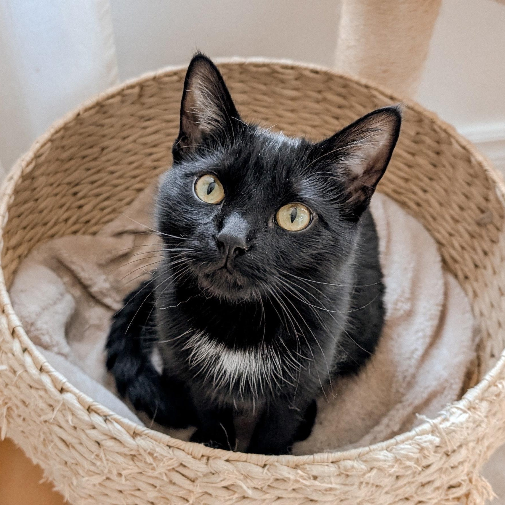 Enlarge Ophelia , an adopted Domestic Short Hair in Mississauga, ON image 2/5