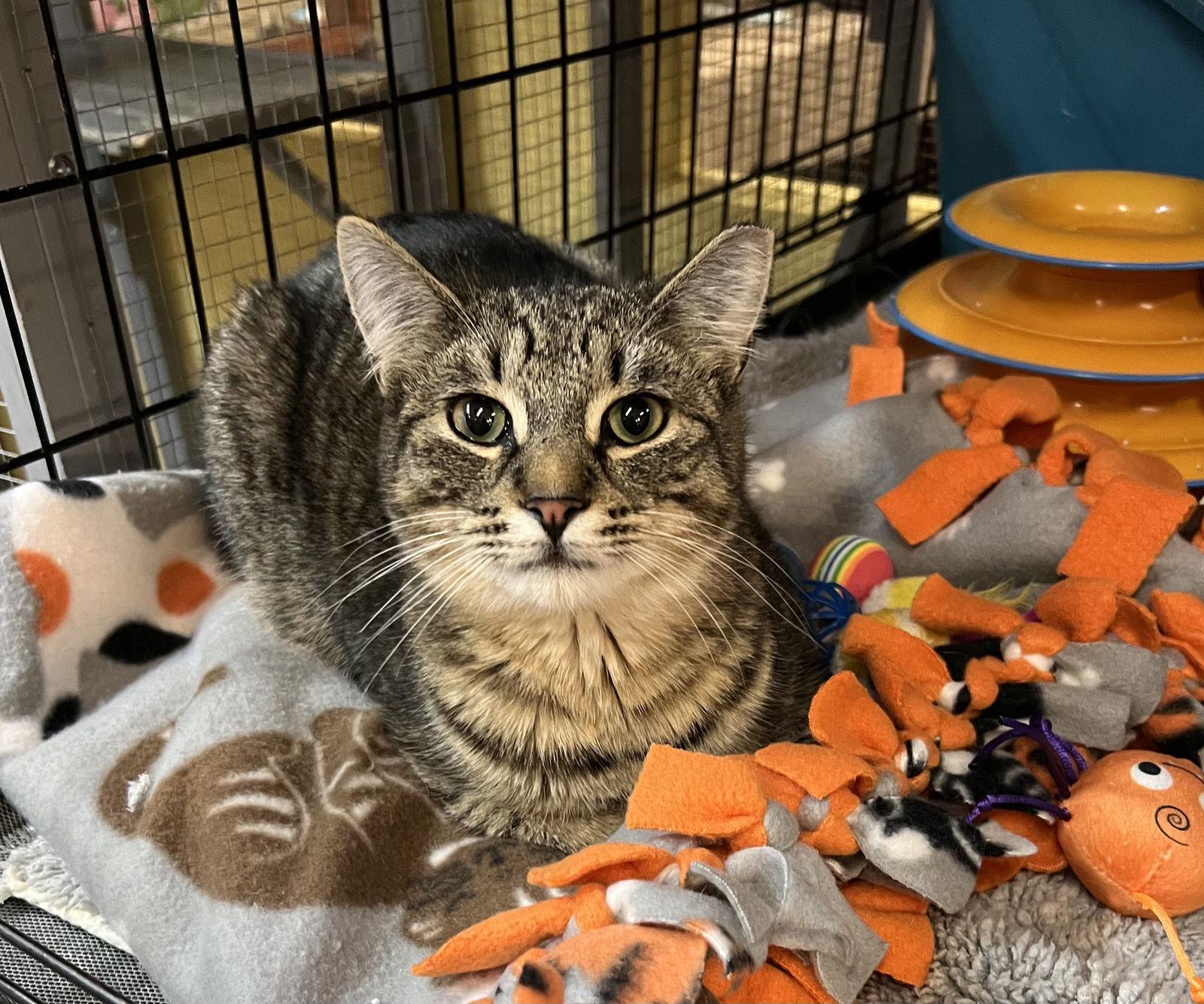 Parker, Adopted, Young Male Domestic Short Hair.