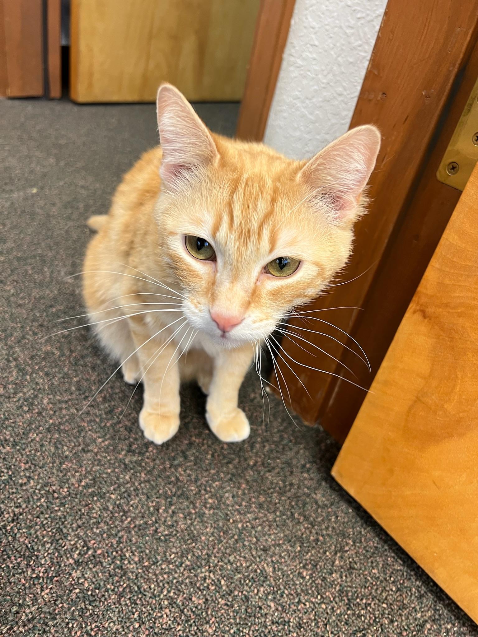 Tippy, an adoptable Domestic Short Hair in Anchorage, AK, 99518 | Photo Image 3