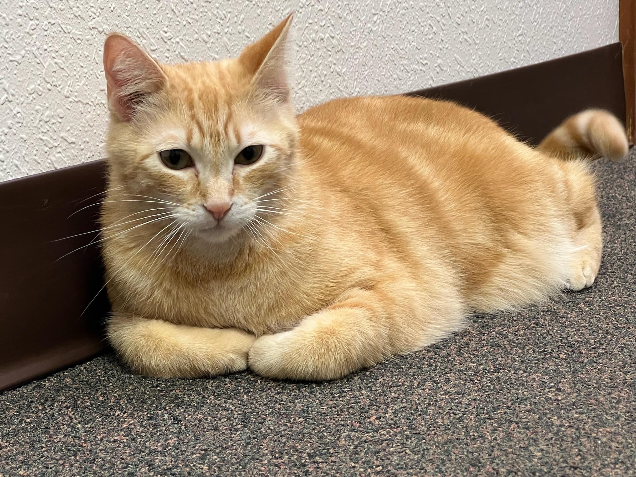Tippy, an adoptable Domestic Short Hair in Anchorage, AK, 99518 | Photo Image 5