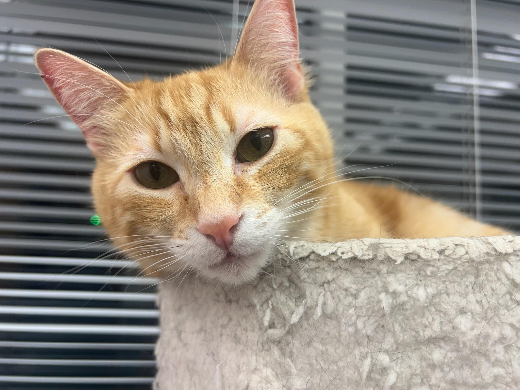 Tippy, an adoptable Domestic Short Hair in Anchorage, AK, 99518 | Photo Image 2
