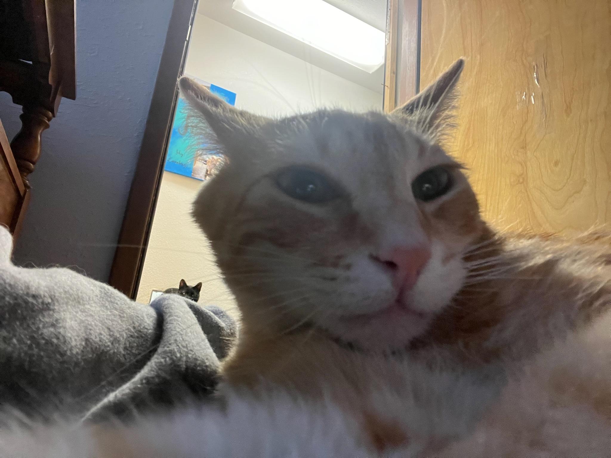 Tippy, an adoptable Domestic Short Hair in Anchorage, AK, 99518 | Photo Image 4