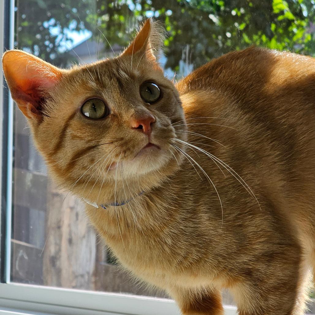 Jack, Adoptable, Adult Male Domestic Short Hair.