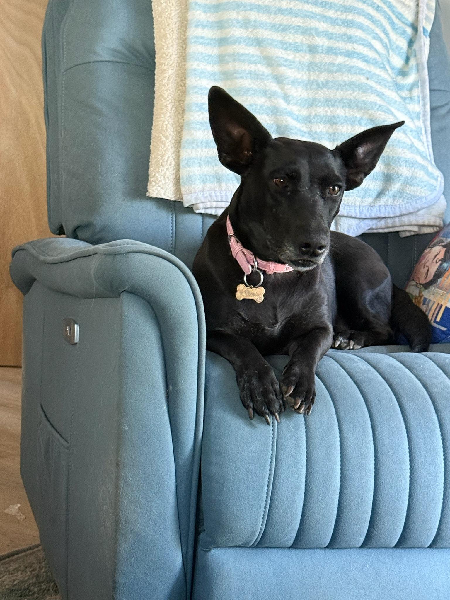 Enlarge Poppy, a Adoptable mixed breed in Huntington Beach, CA image 4/6