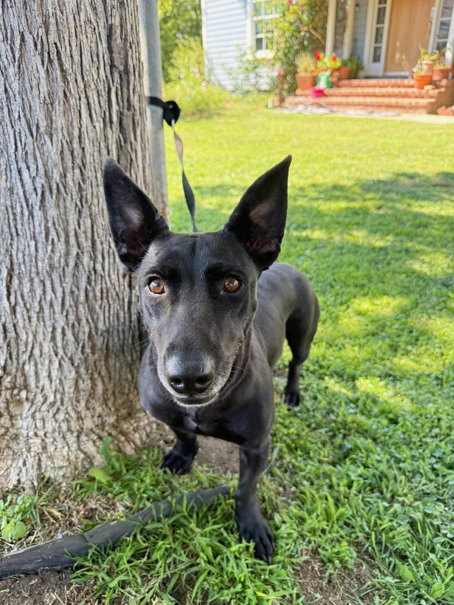 Enlarge Poppy, a Adoptable mixed breed in Huntington Beach, CA image 6/6