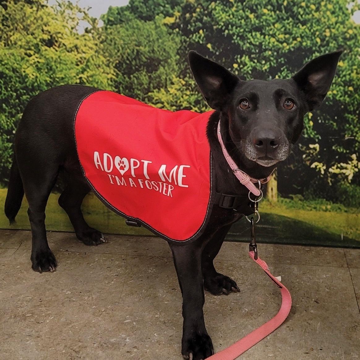 Enlarge Poppy, a Adoptable mixed breed in Huntington Beach, CA image 5/6