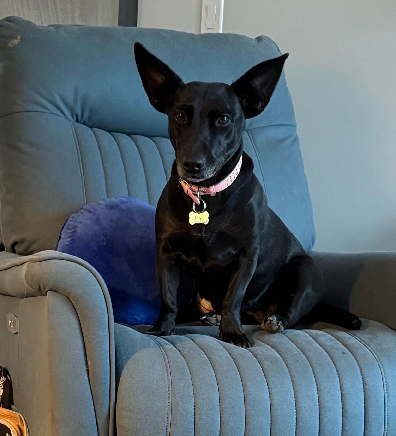 Enlarge Poppy, a Adoptable mixed breed in Huntington Beach, CA image 1/6