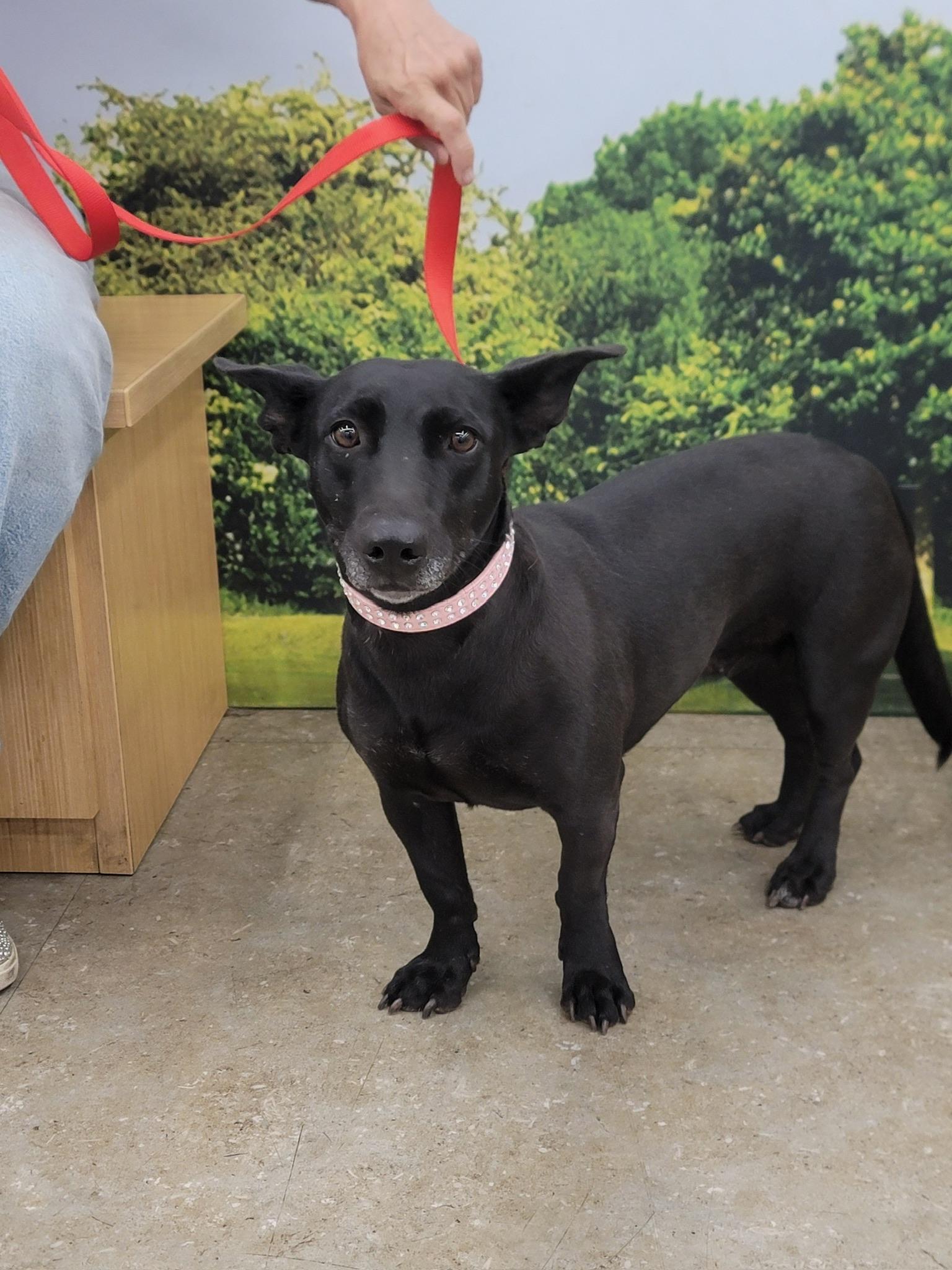 Enlarge Poppy, a Adoptable mixed breed in Huntington Beach, CA image 2/6