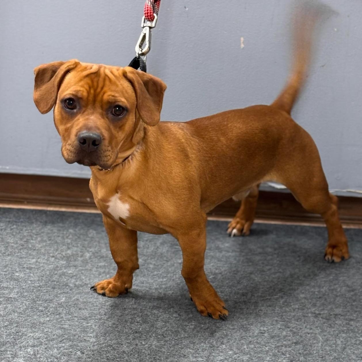 Enlarge Garfield, an adopted mixed breed in Batavia, NY image 1/1