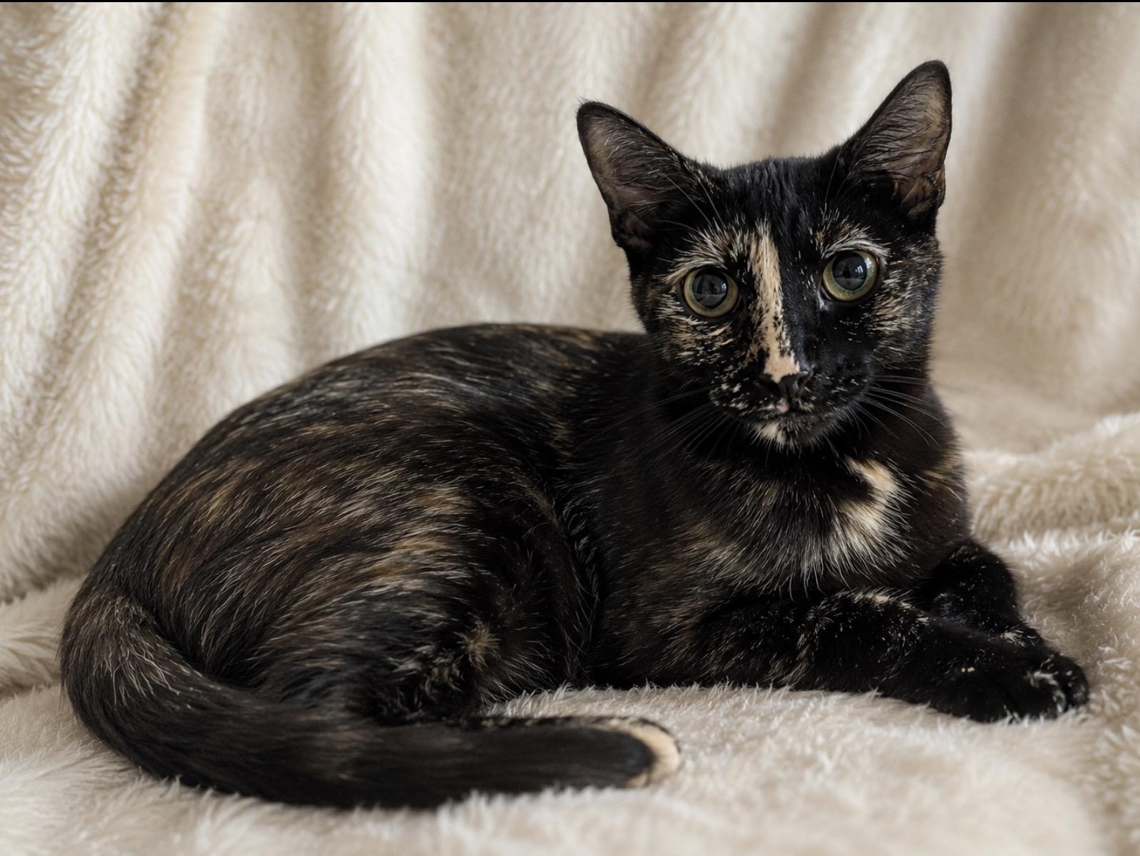 Essie, Adoptable, Young Female Tortoiseshell.