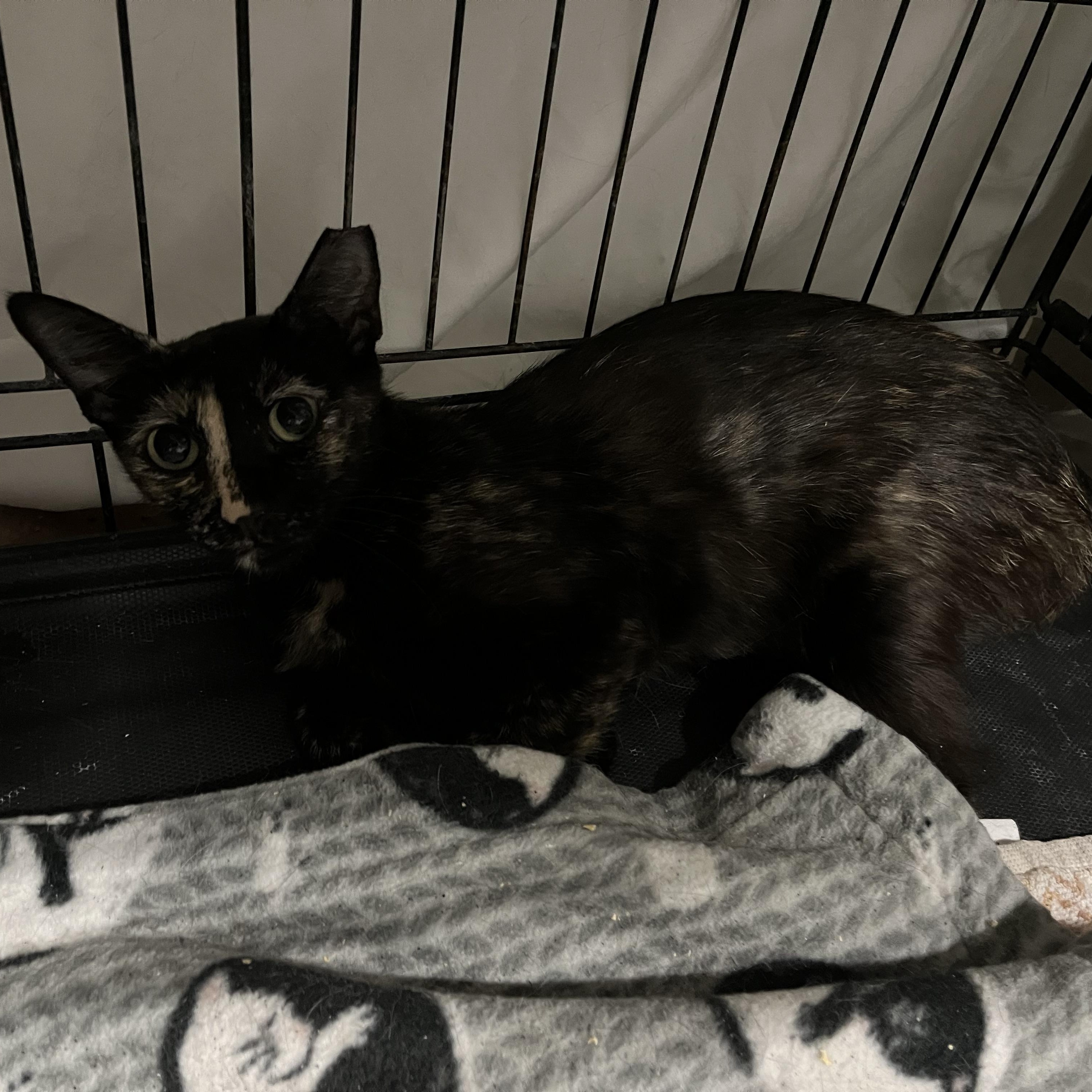 Essie, a Adoptable Tortoiseshell in Chandler, AZ image 3/3