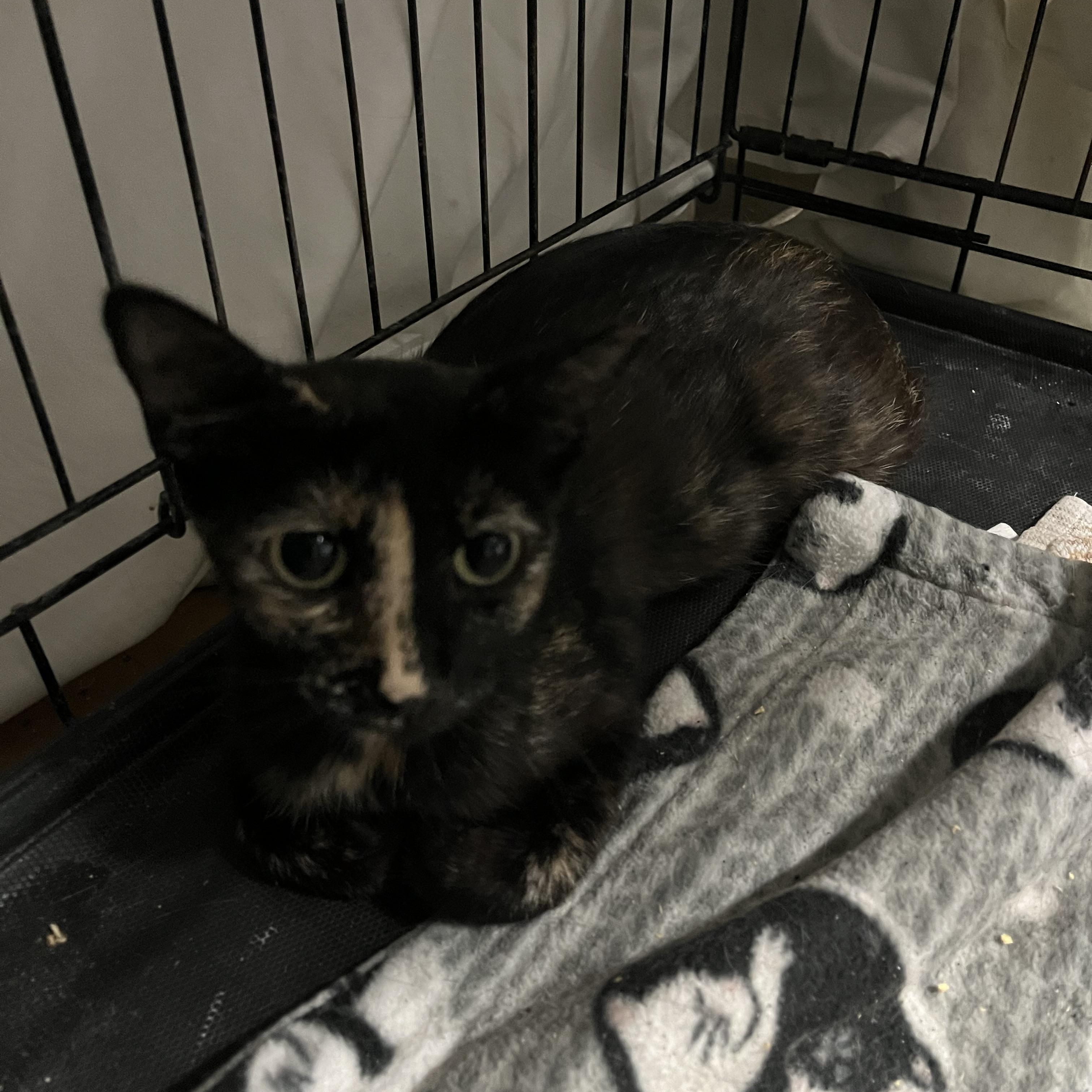 Essie, a Adoptable Tortoiseshell in Chandler, AZ image 2/3