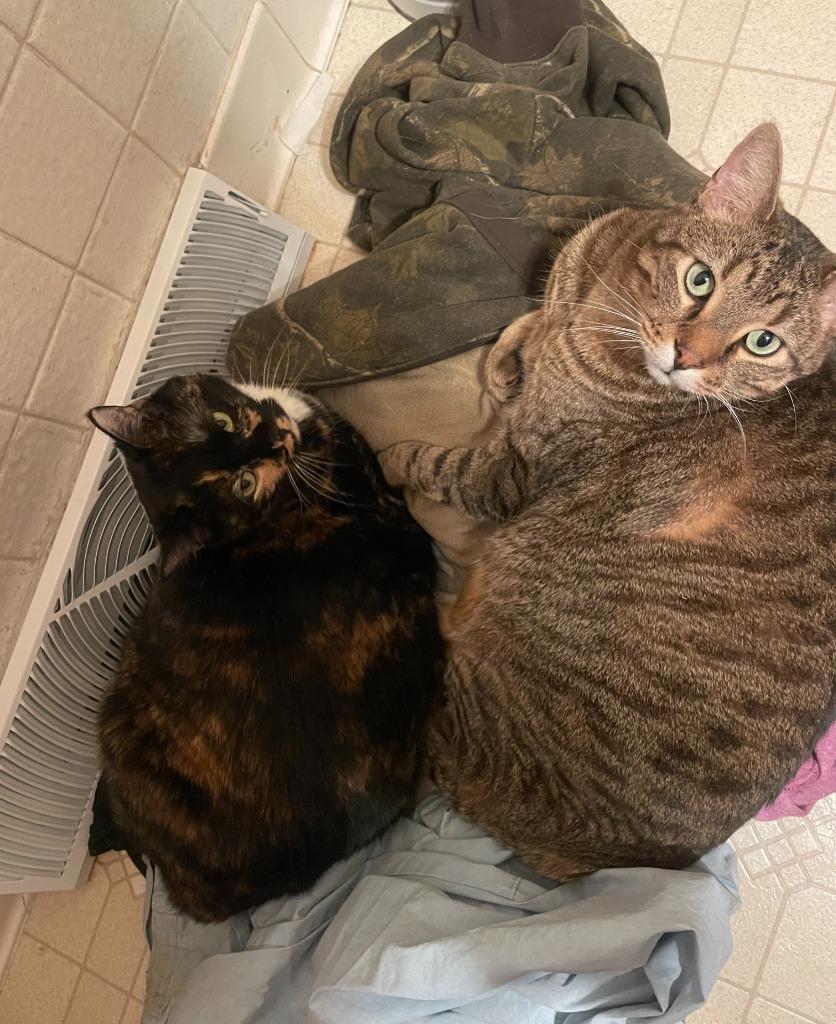 Enlarge Ella and Prince(M), a Adopted mixed breed in Rockford, IL image 1/1