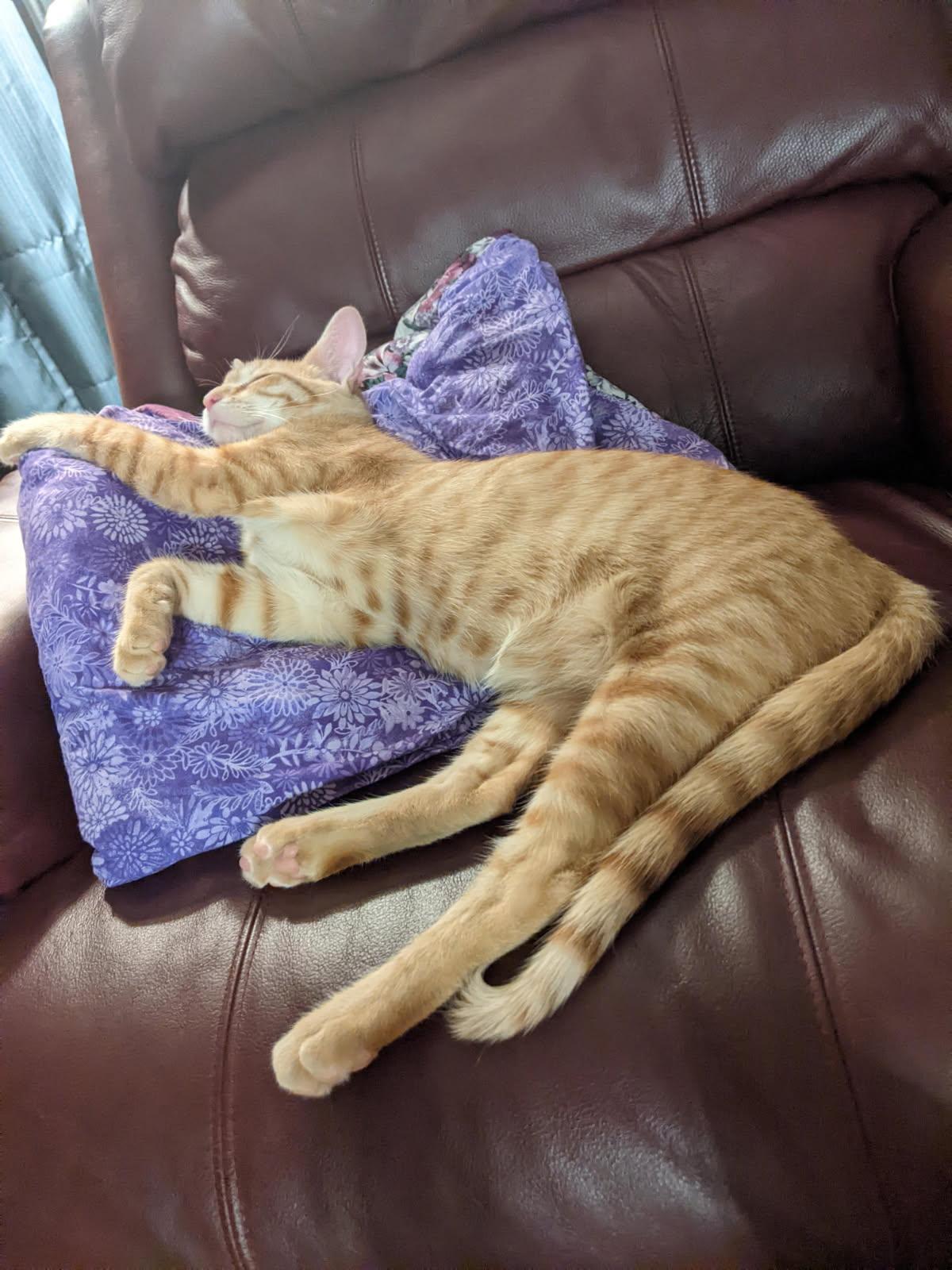 Kiniro, a ADOPTABLE Domestic Short Hair in Knoxville, TN image 2/3
