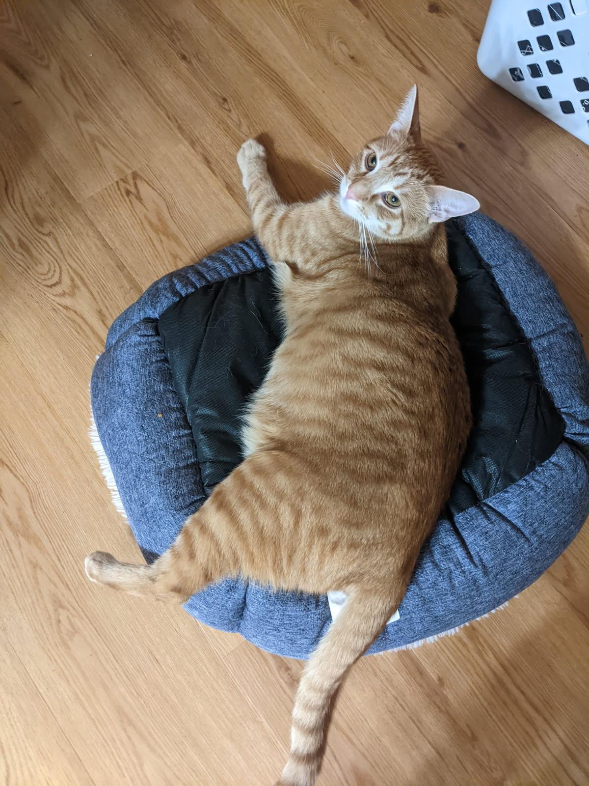 Kiniro, ADOPTABLE, Adult Male Domestic Short Hair.