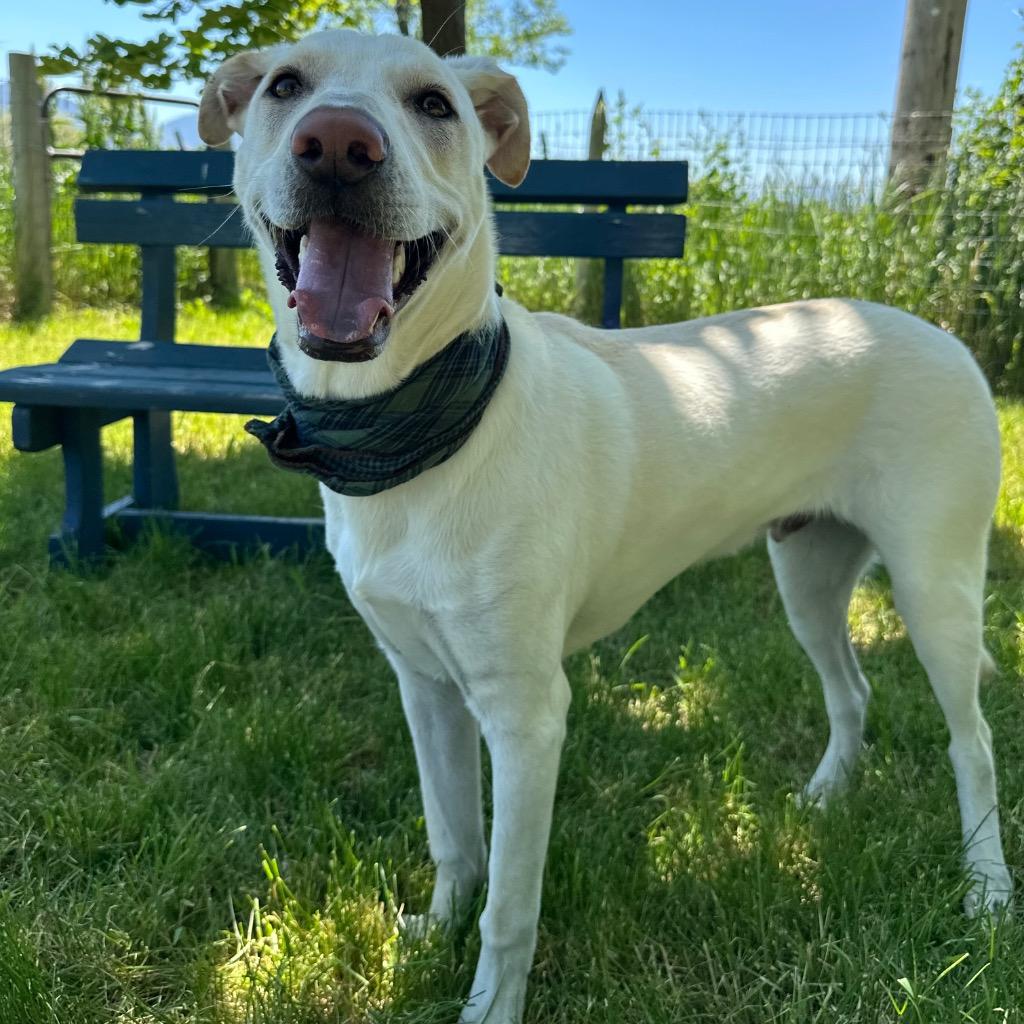 Bagel, Adoptable, Puppy Male Labrador Retriever.