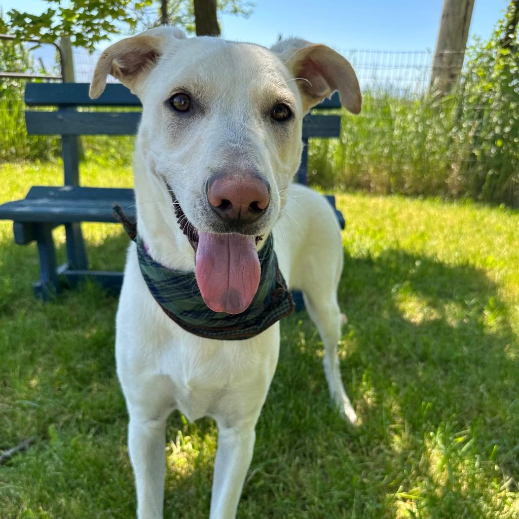 Bagel, a Adoptable mixed breed in Logan, UT image 2/2