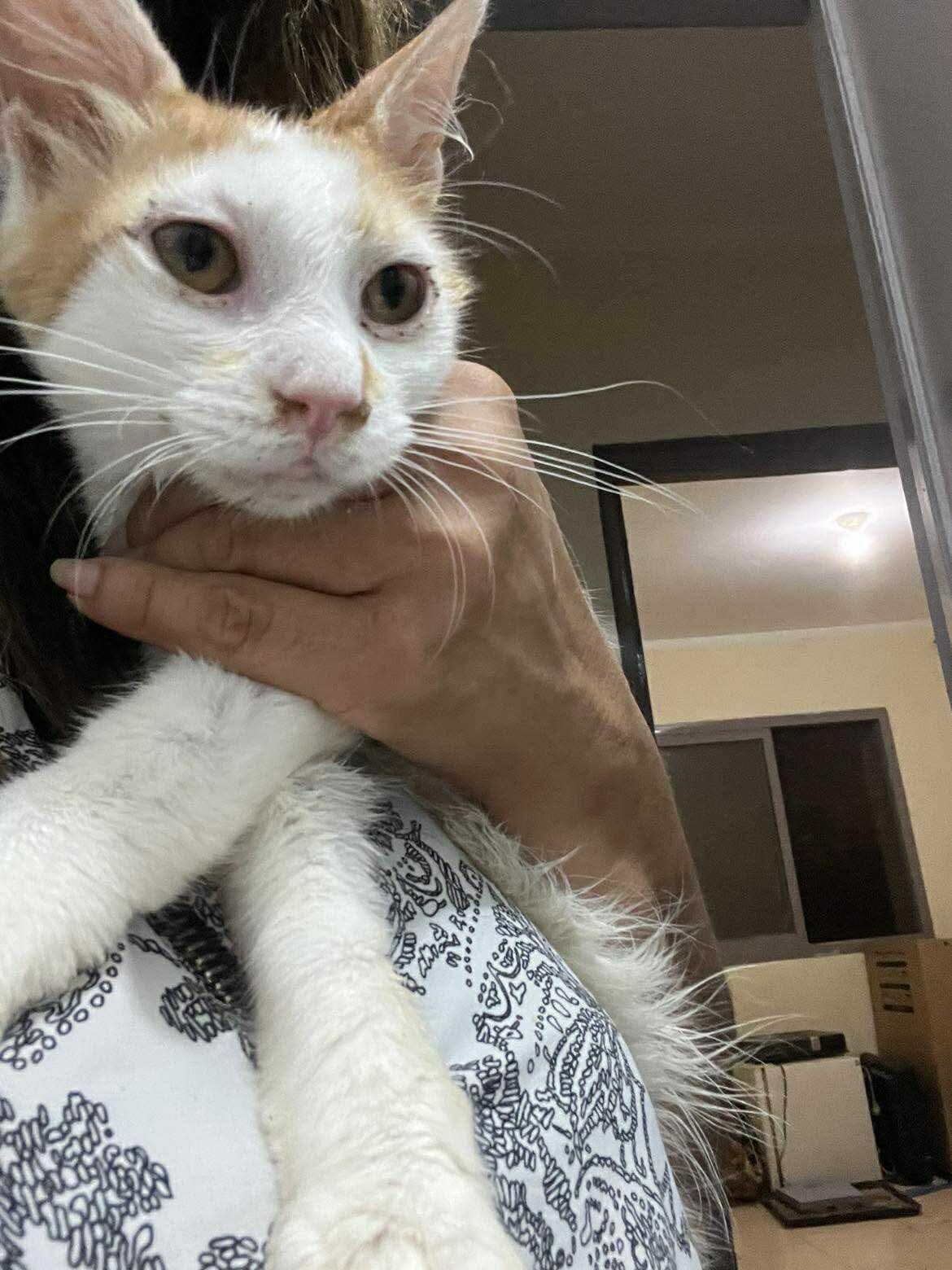 Enlarge Lola M., a Adoptable mixed breed in Brampton, ON image 5/5