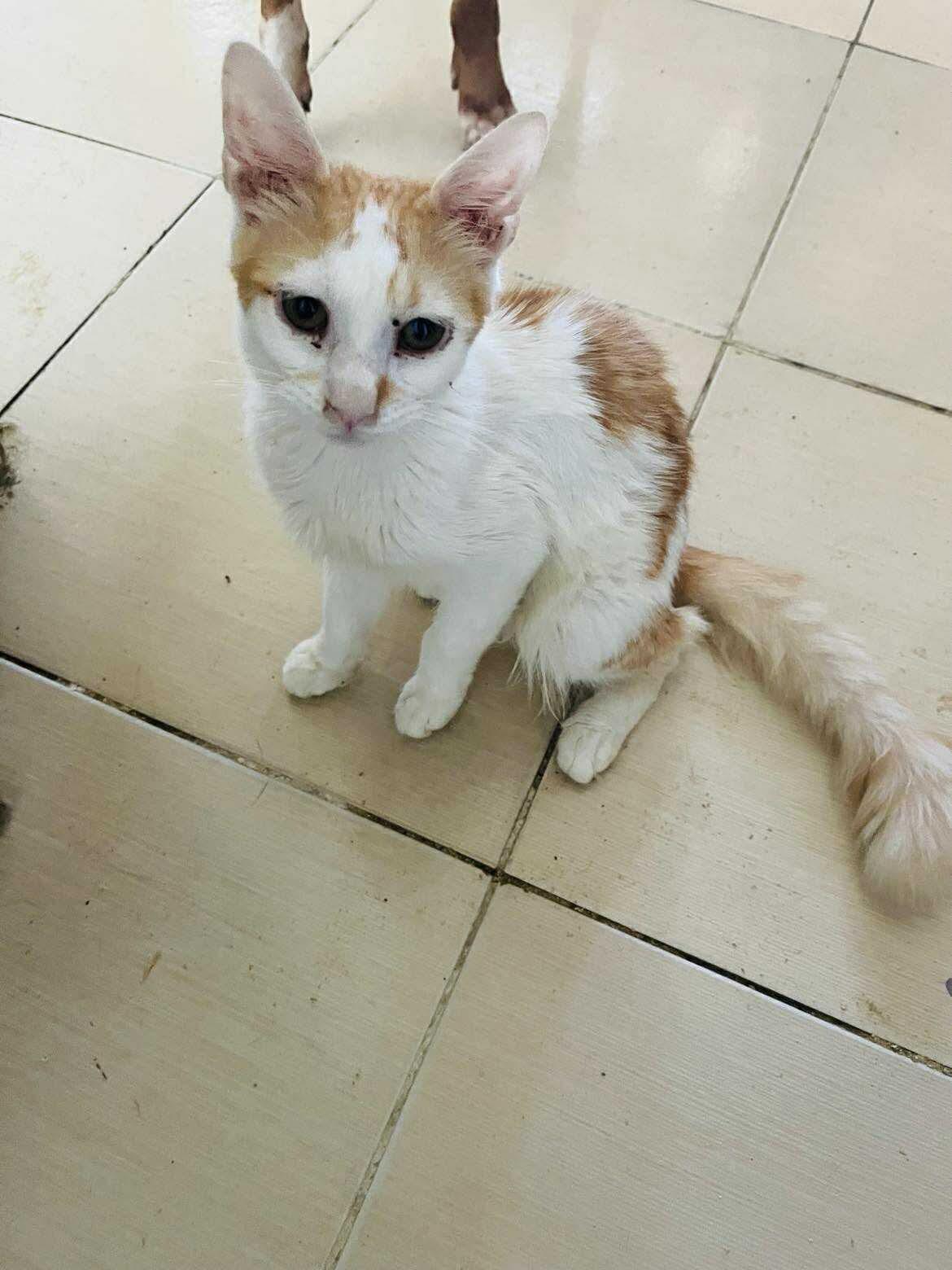 Enlarge Lola M., a Adoptable mixed breed in Brampton, ON image 4/5