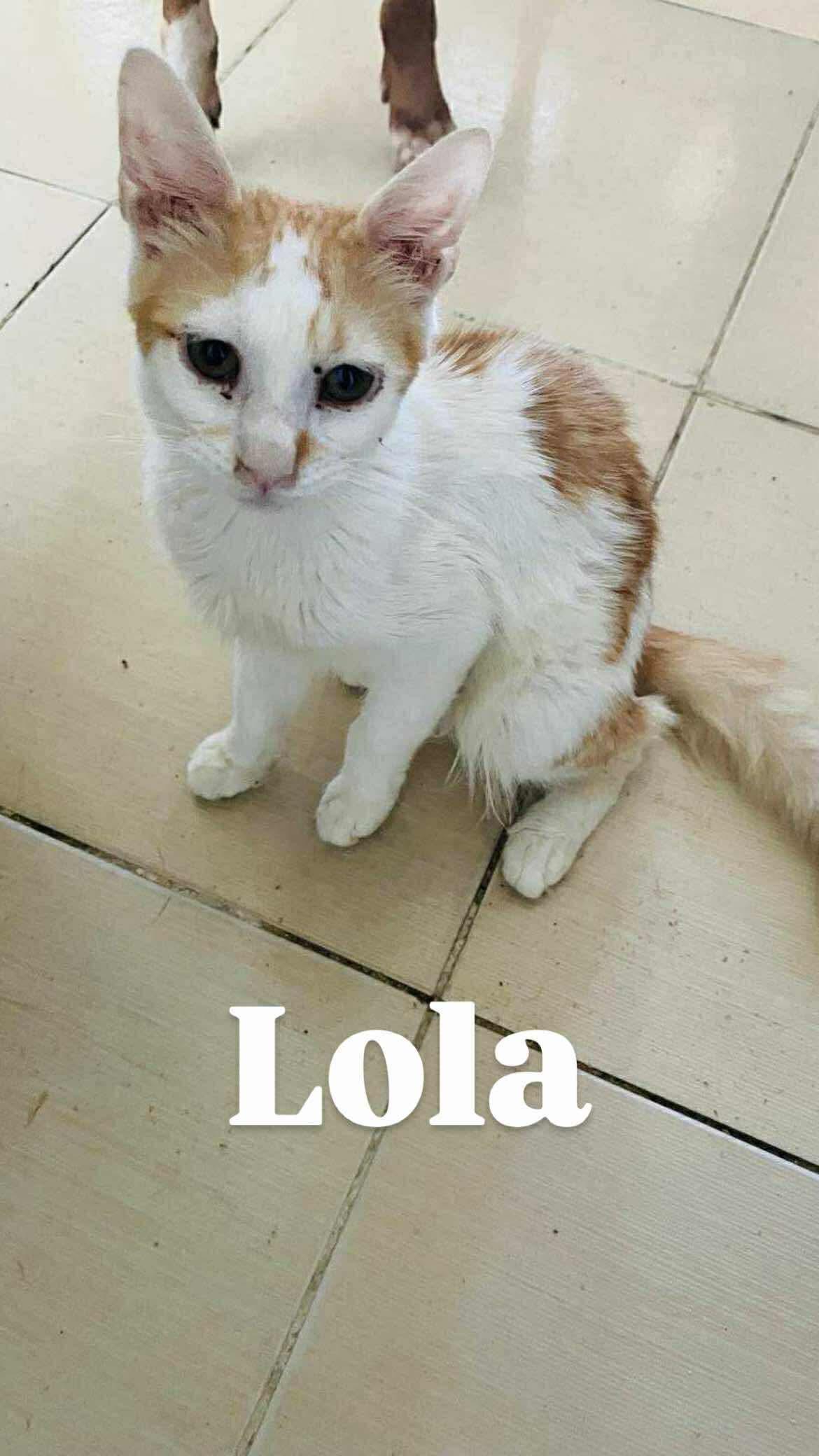 Enlarge Lola M., a Adoptable mixed breed in Brampton, ON image 3/5