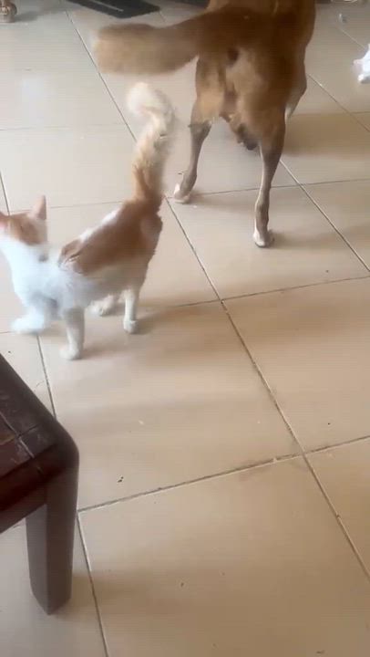 Enlarge Lola M., a Adoptable mixed breed in Brampton, ON video 2/5