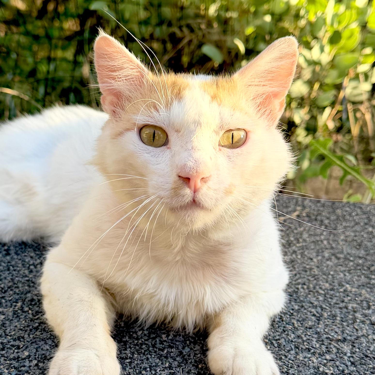 Enlarge Thistle, a Adoptable Domestic Medium Hair in Sonora, CA image 1/1