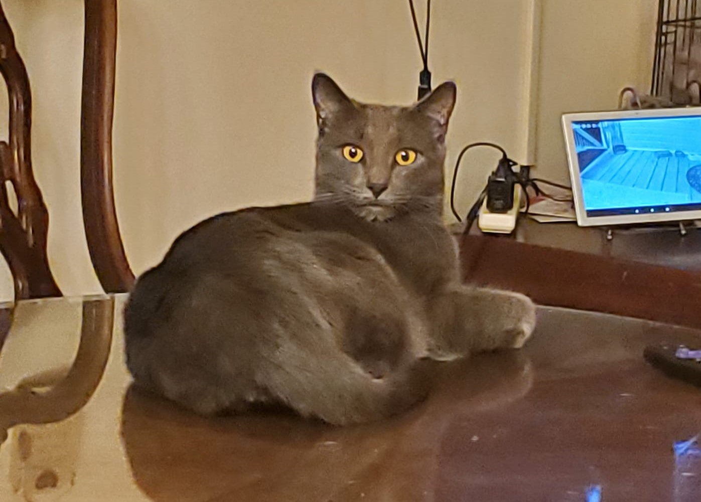 Enlarge Pewter, a Adoptable Domestic Short Hair in Keansburg, NJ image 1/6