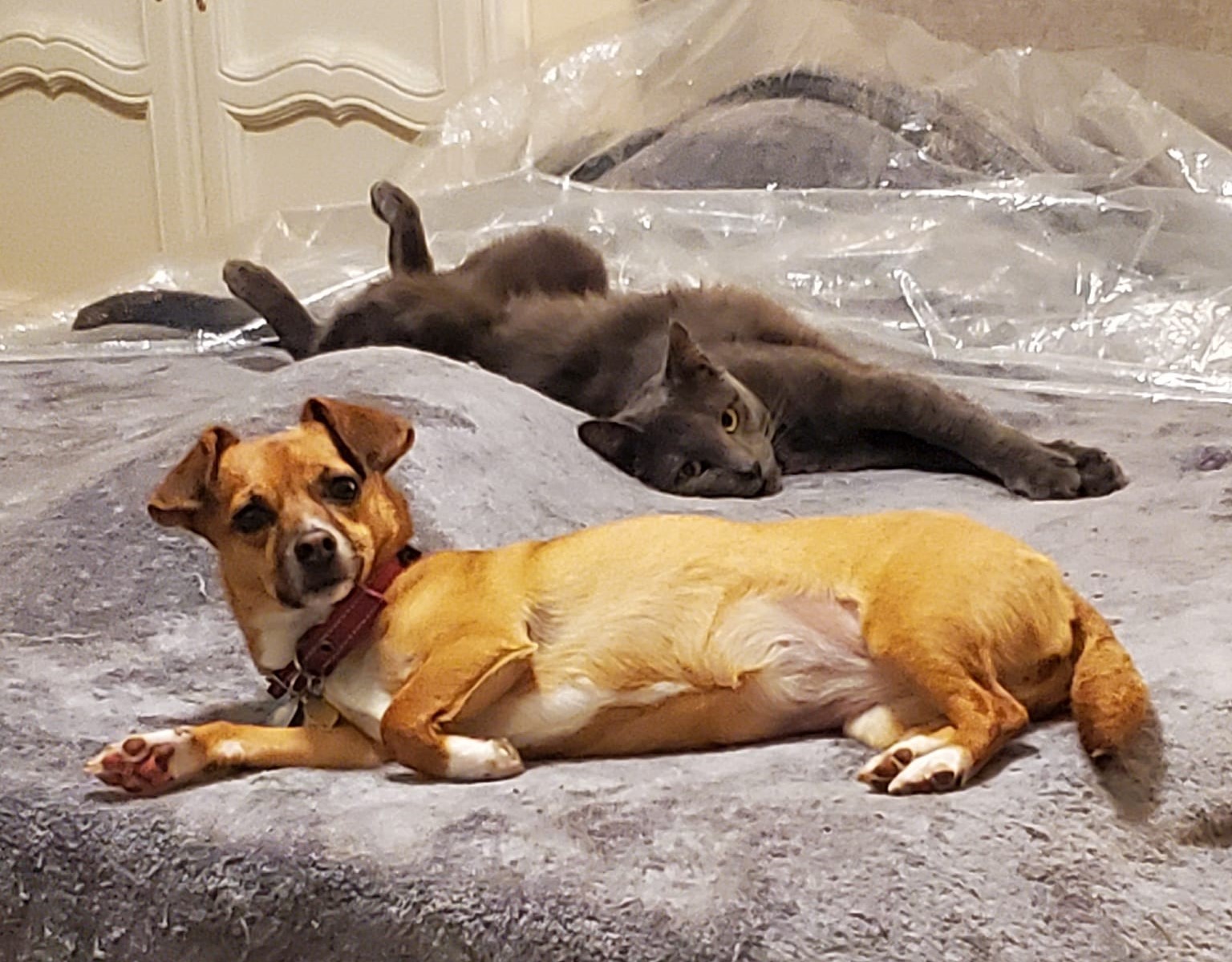 Enlarge Pewter, a Adoptable Domestic Short Hair in Keansburg, NJ image 2/6