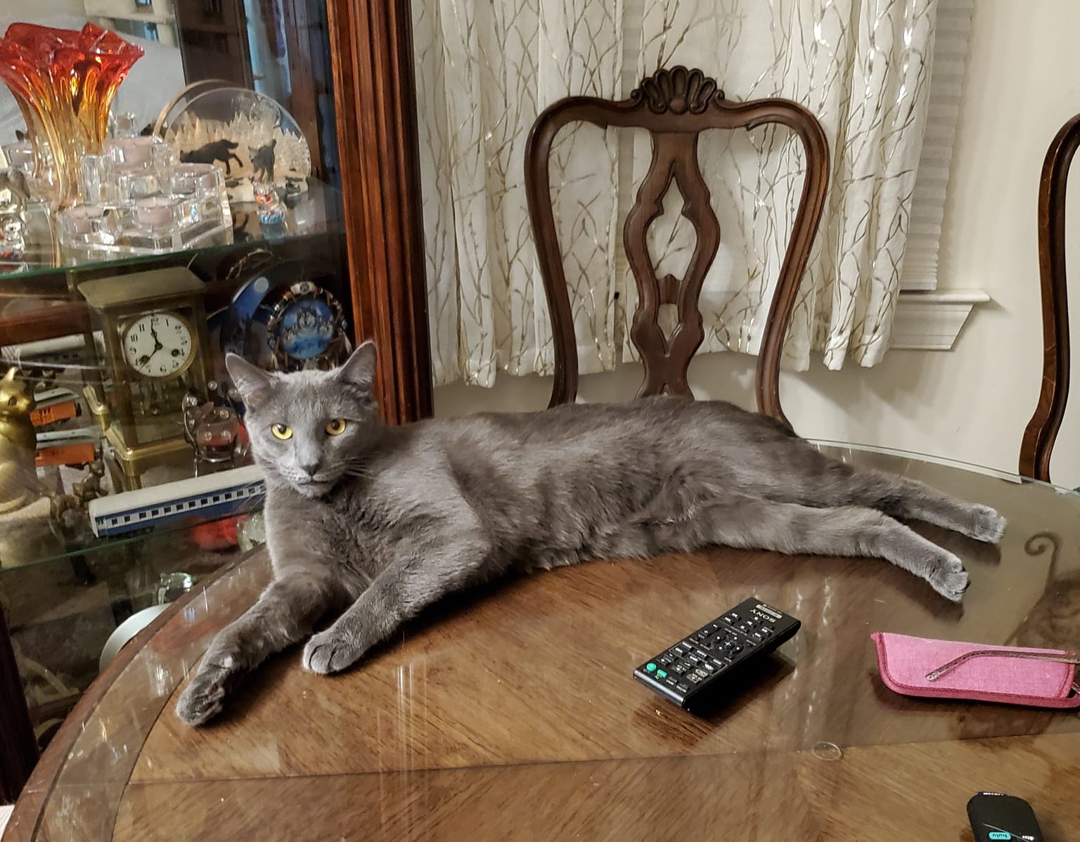 Enlarge Pewter, a Adoptable Domestic Short Hair in Keansburg, NJ image 3/6