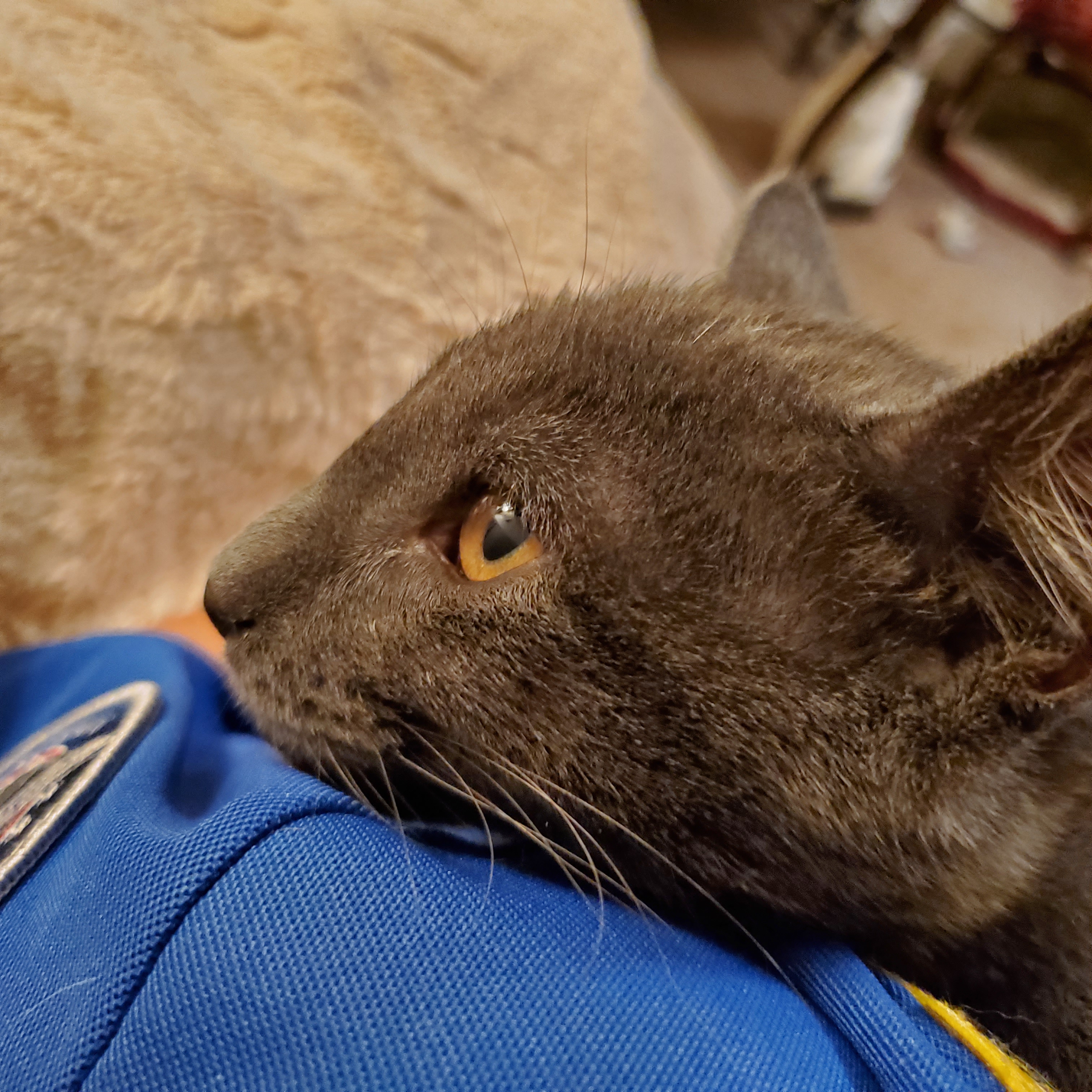 Enlarge Pewter, a Adoptable Domestic Short Hair in Keansburg, NJ image 4/6