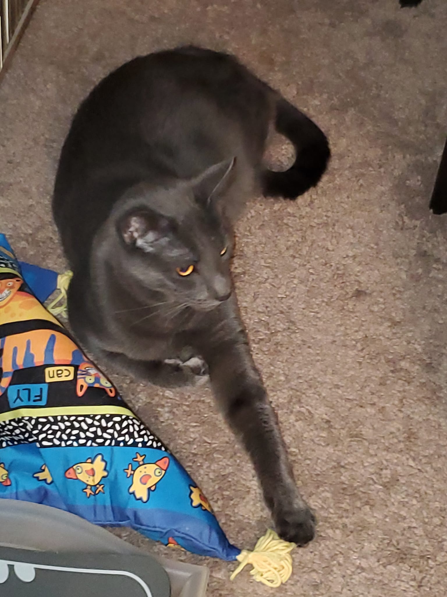 Enlarge Pewter, a Adoptable Domestic Short Hair in Keansburg, NJ image 5/6